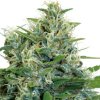 Serious Seeds Kali Bubba regular semena neobsahují THC 11 ks