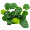 Dennerle Anubias barteri ´Coin Leaf´