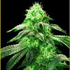 Anaconda Seeds - Hypnotic 5 ks - Semienka neobsahujú THC