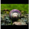 Slimák Ampulária fialová - Ampullaria australis