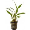 Cryptocoryne lucens