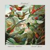 Koščová Katarína, Špiner Daniel: Krehkosť - CD
