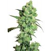 Sensi Seeds Cannabis Seeds Super Skunk Feminized by White Label, 3-10 ks 10 ks