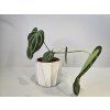 Anthurium Crystallinum Konkrétna rastlina: Rastlina 2
