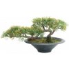 Bonsai Cedr, 40 cm