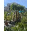 Trachycarpus fortunei Premium s výškou kmeňa 120-140 cm