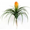 Bromelia s kvetom, 30cm (Umelá kvetina)