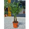 Trachycarpus fortunei dvojkmeň vo výške 120 cm, s výškou kmeňov 20cm a 17 cm