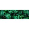 Alfa-Cer OBKLAD ALFA-CER DEK NEXT FICUS A GLASS 29X89 cm 1ks
