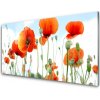 Obraz plexi Kvety maky lúka pole príroda 100x50 cm