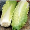 BIO pekinská kapusta Granat - Brassica rapa pekinensis - predaj bio semien - 100 ks