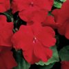 Netýkavka Accent červená F1 - Impatiens walleriana - semena netýkavky - 20 ks