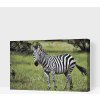 Vymalujsisam.sk Maľovanie podľa čísiel - Zebra vo voľnej prírode Veľkosť: 40x60cm, Rám: Na kartónovej doske
