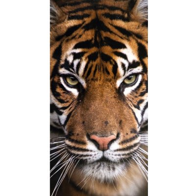 Jerry Fabrics Osuška Tiger, 70 x 140 cm od 9,99 € - Heureka.sk