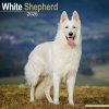 Kalendár 2026 White Shepherd, 30,5 x 30,5 (30,5 x 61) cm
