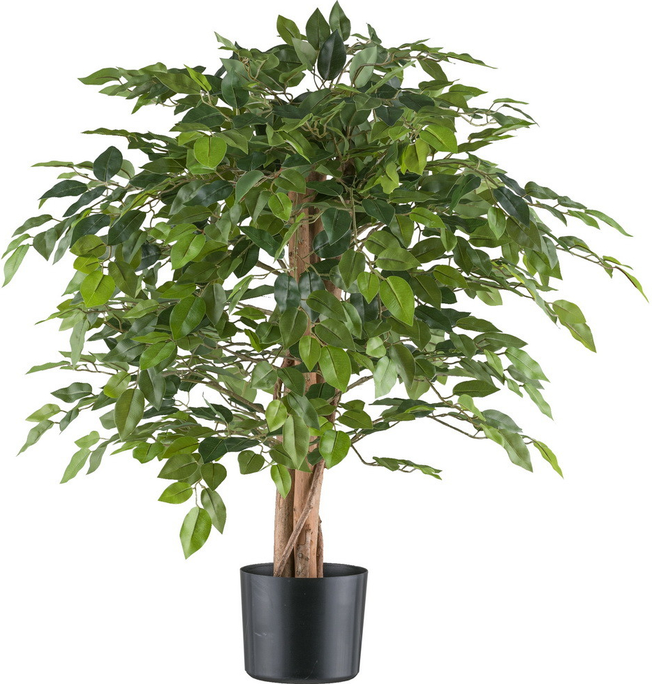 Ficus Benjamin, 85cm