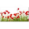 Foto obraz sklo tvrzené maky 100x50 cm