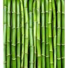 DIMEX fototapeta Bambus MS-3-0165 - 225 x 250 cm (150g VLIES - LEPIDLO ZADARMO)