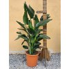 Strelícia nicolai multikmeň, kvetináč šírka 40cm - 150-170cm výška