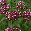 BIO Klinček bradatý Sweet William Chris - Dianthus barbatus - predaj bio semien - 18 ks