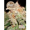 Jack Herer - feminizované semienka 5 ks Fair Seeds