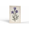 Kvety Botanická krása | Obrazy Vintessia Rozmery obdĺžnik: 50x75