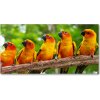 Foto obraz fotografie na skle Papagáje na vetve 100x50 cm