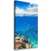 Vertikálny foto obraz na plátne Koralový útes 50x100 cm