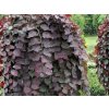 Judášovec kanadský Ruby Falls, výška 180-200 cm, kvetináč 20 l