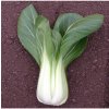 Pak Choi Chifu F1 - Brassica rapa chinensis - semená pak choi - 50 ks