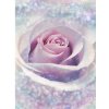 Komar Vliesová fototapeta Delicate Rose 200 x 260 cm