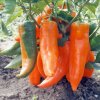 Paprika ročná Timia - Capsicum annuum - osivo papriky - 30 ks