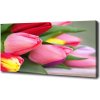 Foto obraz na plátne Farebné tulipány 100x50 cm