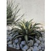 Agave americana Mediopicta Alba 15 l
