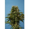T.H.Seeds™ Cannabis Seeds Wreckage, rôzne balenia, regular 5+1 ks