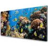 Nástenný panel Koralový útes príroda 100x50 cm