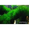 Flame moss (Taxiphyllum sp.) /Invitro Tropica/