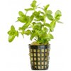 Bacopa caroliniana