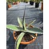 Agave parrasana v šírke 33 cm