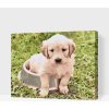 Vymalujsisam.sk Maľovanie podľa čísiel - Labrador v miske Veľkosť: 40x50cm, Rám: Na kartónovej doske
