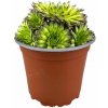 Skalničky - skalná ruža k9 Sempervivum