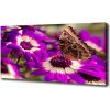 Foto obraz tlačený na plátne Motýľ na kvetine 100x50 cm