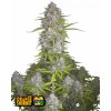Fast Buds Cannabis Seeds Orange Sherbet Auto 3 ks