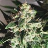Ministry of Cannabis Auto Gods Glue semena neobsahuji THC 25 ks