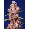 Sweet Seeds Tropicanna Poison F1 FAST neobsahuje THC 5 semen