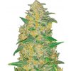 Fastbuds - Original AK Auto 3 ks - Semená neobsahujú THC
