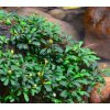 Bucephalandra sintang (Košíčková Ø 5,5 cm)