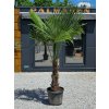 Trachycarpus fortunei Premium vo výške 230 cm s výškou kmeňa 70 cm