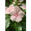 Vinca Catharanthus roseum previslá vinca Mediterranean XP Series Peach 1000 semien