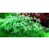Ranunculus inundatus 1-2 Grow!